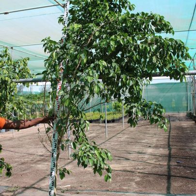 Ficus benjamina " Dwarf " (2-2.5m Height,& Bushy)