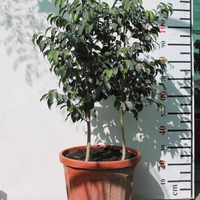 Ficus benjamina " Dwarf "(4pp) ( 60-70Cm Ht, Bushy )