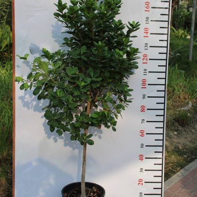 Ficus diversifolia '1Head' 1.6m