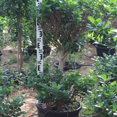 Ficus diversifolia '2Head' ( 1.0 - 1.2m Height )