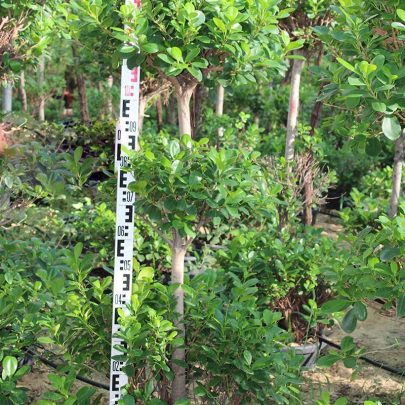 Ficus diversifolia '3Head' ( 1.5 - 1.8m Over All Height )