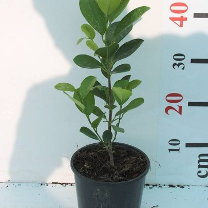 Ficus diversifolia (60-80cm ht)