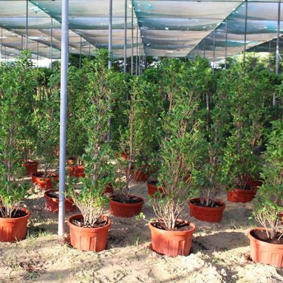 Ficus diversifolia 'Cone shape 1.5-1.8m