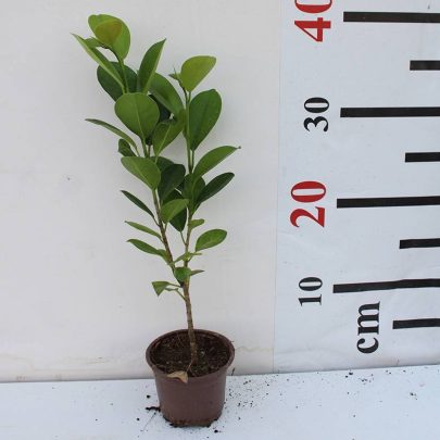 Ficus diversifolia ( 30 - 40cm Ht in 10cm Pot )