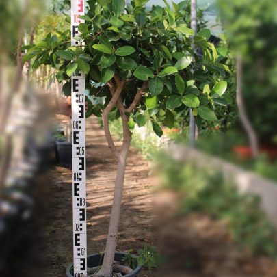 Ficus nitida ( 1.5 - 2.0M Over All Height )