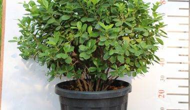 Ficus Panda "Ball Shape" 1.2-1.4m