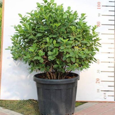 Ficus Panda "Ball Shape" 1.2-1.4m