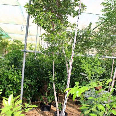 Ficus nitida (2.5 - 3.0m O.A Ht, 40-50mm¸)