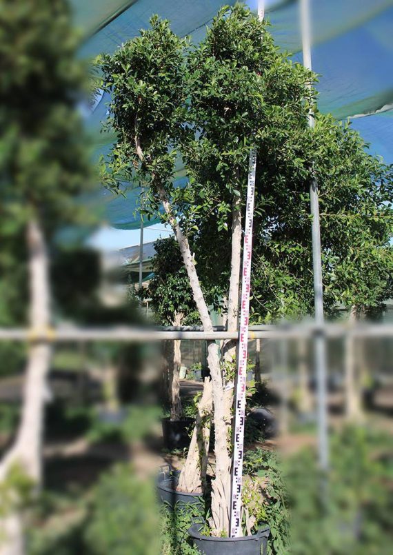 Ficus nitida 'Cone Shape' (3.5-4.0 m O.A Ht) - Image 3