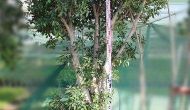 Ficus nitida 'Cone Shape' (3.5-4.0 m O.A Ht)