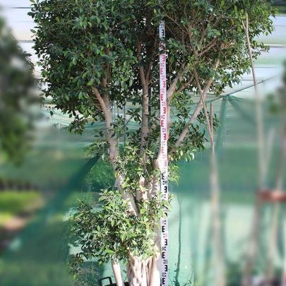 Ficus nitida 'Cone Shape' (3.5-4.0 m O.A Ht)