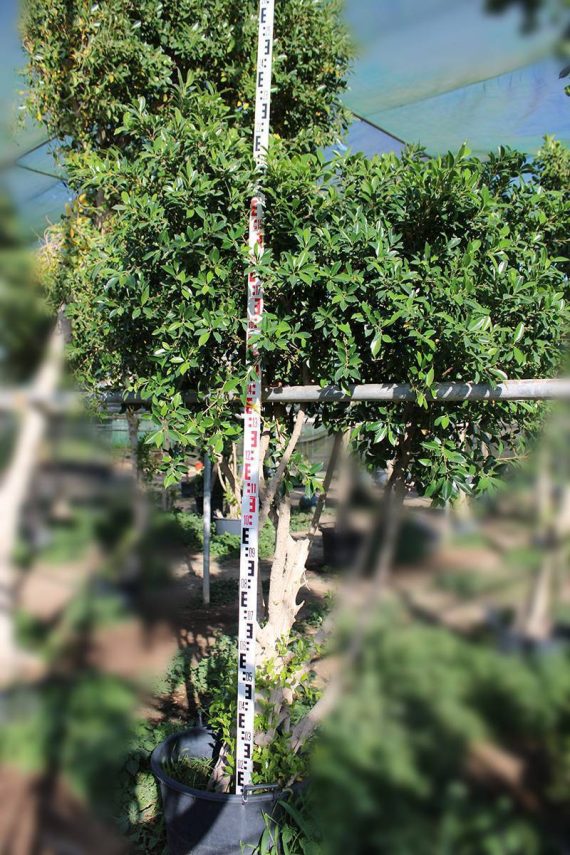 Ficus nitida 'Cone Shape' (3.5-4.0 m O.A Ht) - Image 2