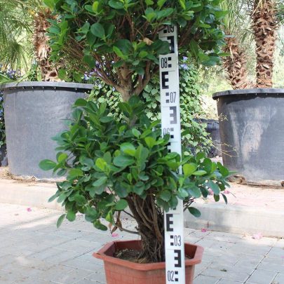 Ficus Panda Two Steps