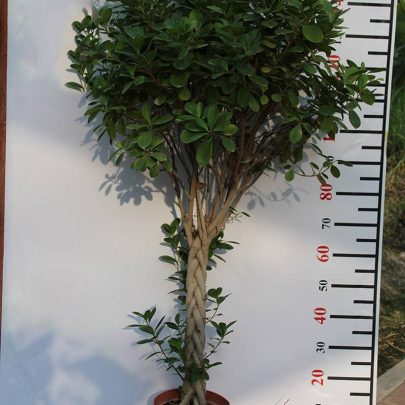 Ficus Panda (Five Twisted)