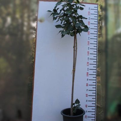 Ficus religiosa 3.0-3.5m Ht, 2 m CS, 2-3cm Dia