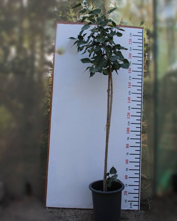 Ficus religiosa 3.0-3.5m Ht, 2 m CS, 2-3cm Dia