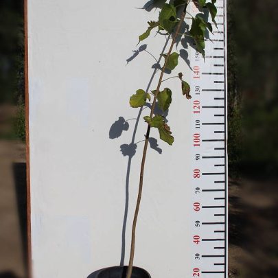 Ficus religiosa 1.2-1.4m