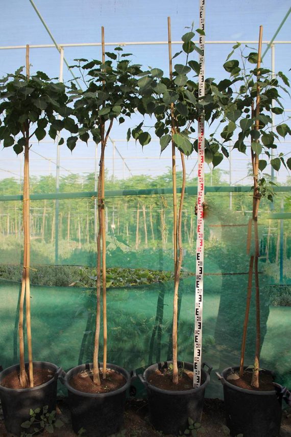 Ficus religiosa 3.0-3.5m Ht, 2.0m CS, 35-40mm - Image 2