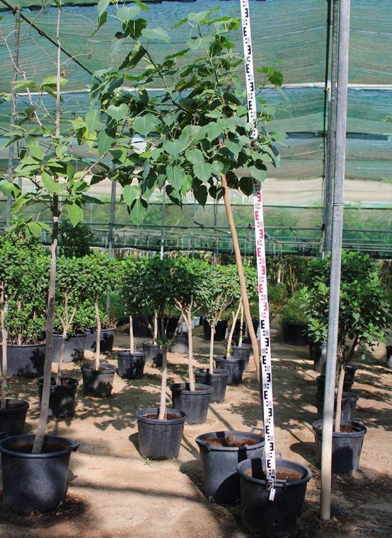 Ficus religiosa 3.0-3.5m Ht, 2.0m CS, 35-40mm