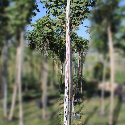 Hibiscus tiliaceus (2-2.5m ht,1.5m CS,20-25mm,)