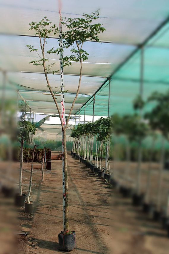 Millingtonia hortensis 3.0-3.5m Ht, 2.0m CS,4-5cm Dia