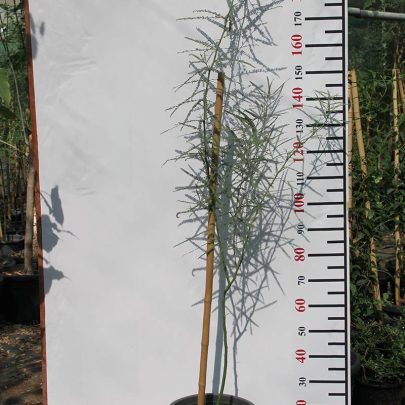 Parkinsonia aculeata 2.5m h