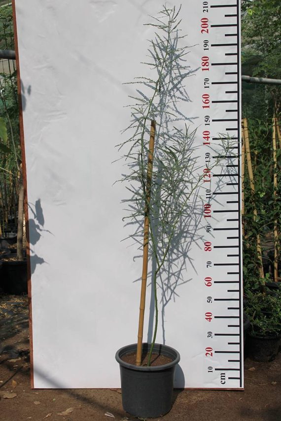 Parkinsonia aculeata 2.5m h