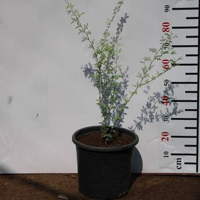 Prosopis cineraria 1.5-1.8m Ht