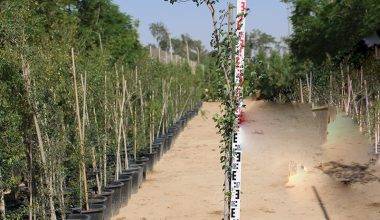 Pithecellobium  inga- dulce 3.0-3.5m Ht, 1.5m CS, 35-40mm¸