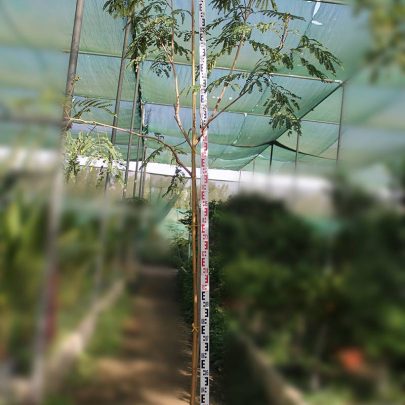 Moringa oleifera 2.5m