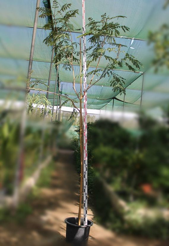 Moringa oleifera 2.5m