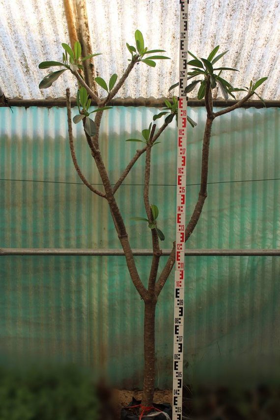Plumeria obtusa (2.0-2.5m Height, 6-7cm dia) - Image 2