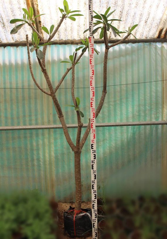 Plumeria obtusa (2.0-2.5m Height, 6-7cm dia)