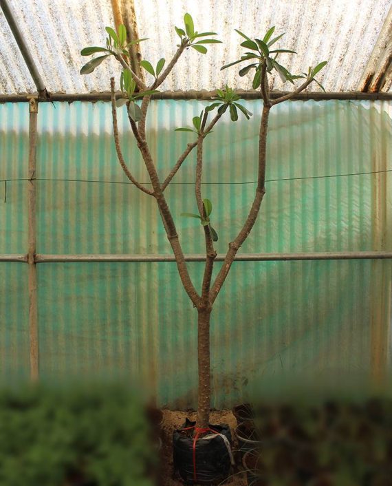 Plumeria obtusa (2.0-2.5m Height, 6-7cm dia) - Image 3