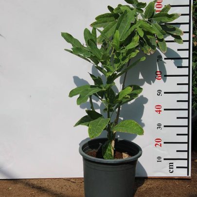 Tabebuia argentia 1M