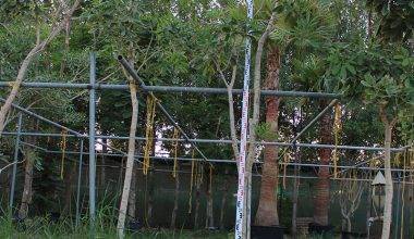 Tabebuia argentia 3.0-3.5m Ht,1.5m CT, 4-5cm Dia