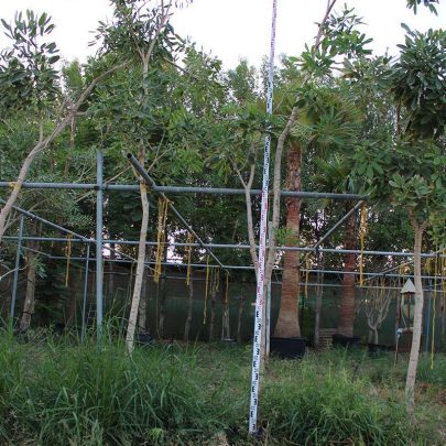 Tabebuia argentia 3.0-3.5m Ht,1.5m CT, 4-5cm Dia