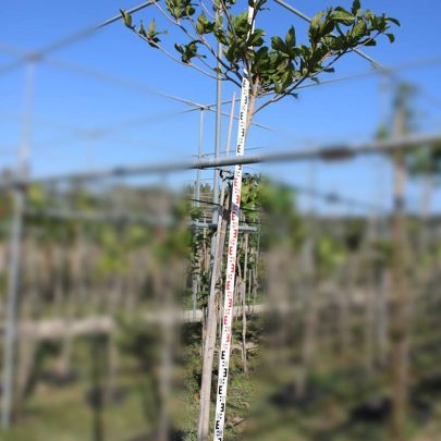 Terminalia catappa 3-3.5m