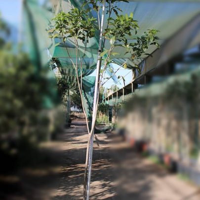 Tabebuia rosea 3.5-4m
