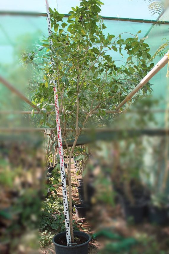 Tabebuia rosea 3.5-4m, 30-40cm dia