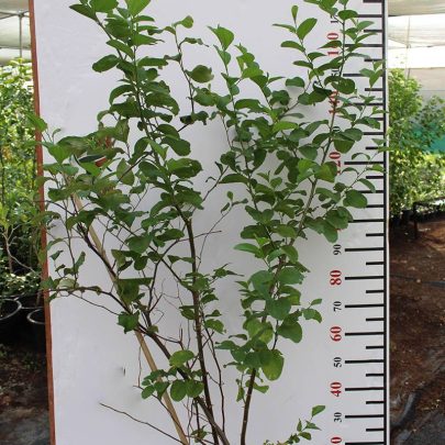 Ziziphus jujuba ( China ) 1.2m
