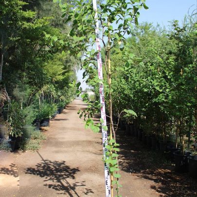 Ziziphus jujuba ( China ) (60-80cm ht)