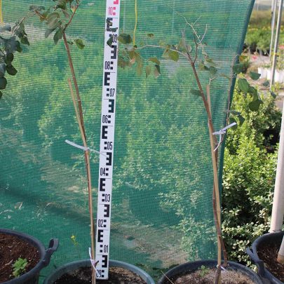 Ziziphus jujuba " Thailand " (2.0-2.5 m Height, 20-25mmdia)