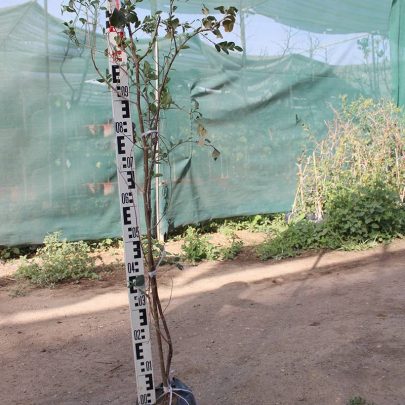 Ziziphus Jujuba "Pakistani" ( 1.0-1.3cm Total Height )