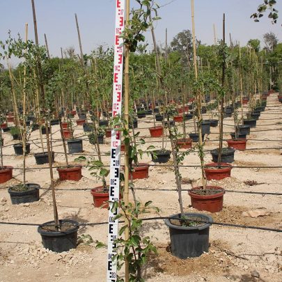 Ziziphus spina-christi 2.5-3.0m Ht,1.5m CS,2-3cm Dia