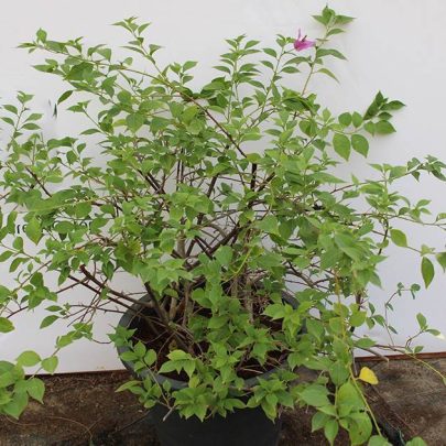 Bougainvillea alexandra 80-100cm