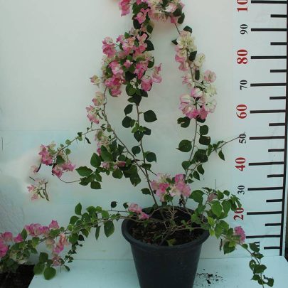 Bougainvillea 'Coco Ice' 30cm