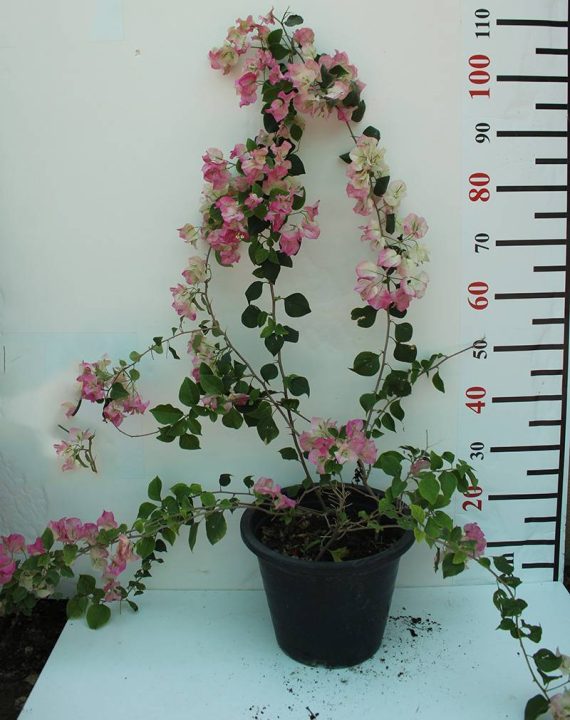 Bougainvillea 'Coco Ice' 30cm