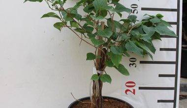 Bougainvillea Glabra "Mix Col" 40-50cm Ht,