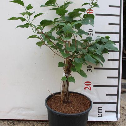 Bougainvillea Glabra "Mix Col" 40-50cm Ht,